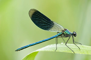 Demoiselle Collection: Banded demoiselle Male