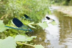 Demoiselle Collection: Banded Demoiselle - males in their habitat