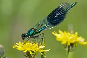 Damselflies Prints: The Banded Demoiselle - resting on yellow flower - Suffolk - UK