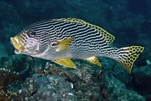 Images Dated 15th April 2007: Banded / Diagonal-banded Sweetlips - yawning - A nocturnal feeder often found drifting close to