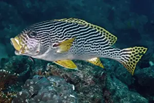 Behavour Prints: Banded / Diagonal-banded Sweetlips - yawning - A nocturnal feeder often found drifting close to the reef during the day
