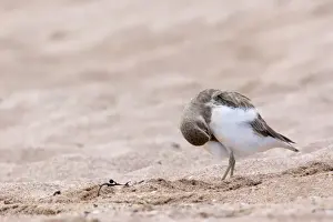 Banded Dotterel or Mountain Plover on sandy beach arranging its plumage Bay of Islands, Northland, North Island, New Zealand