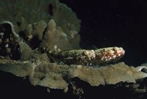 Images Dated 10th December 2007: Banded / Dragon Goby Indo Pacific