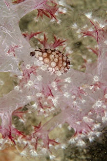 Banded Egg Cowrie - on soft Glomerate Tree Coral (Dendronephthya (Spongodes) sp), night dive - Tasi Tolu dive site
