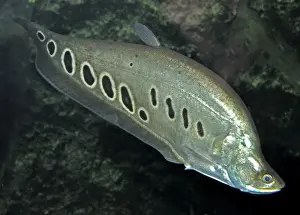Aquarium Prints: Banded Featherback / Ghost Knife Fish - Asian freshwaters especially India