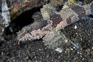 Banded Flap-head Goby