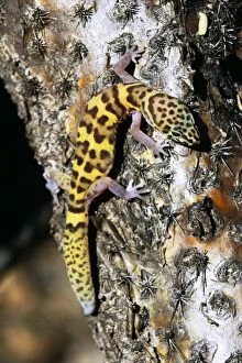 Banded gecko - Sonoran Desert resident-largely nocturnal-predator