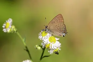 Banded Prints: Banded Hairstreak (Satryium calanus) Marion County, Illinois. Date: 12-06-2020