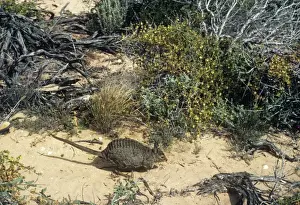 Banded hare-Wallaby - Tagged - Dirk Hartog Island, Shark Bay, Western Australia, Bernier and Dorre Islands in Shark Bay, Western Australia JPF00942