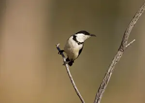 Banded Honeyeater - immature Found across the Top End from the Kimberley to far north Queensland, in eucalypt forests, woodlands, mangroves and tree-lined rivers. At a drying pool along the Gibb River Road, Kimberley, Western Australia