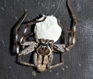 Images Dated 24th July 2012: Banded Huntsman Spider female with egg coccoon