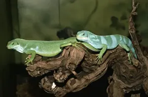 Iguanas Prints: Banded Iguanas - male and female - showing sexual diamorphism - Fiji & Tonga