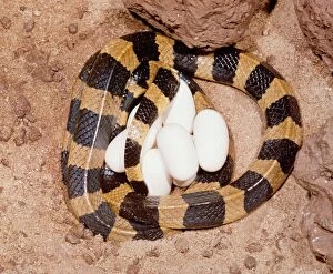 BANDED KRAIT - with eggs