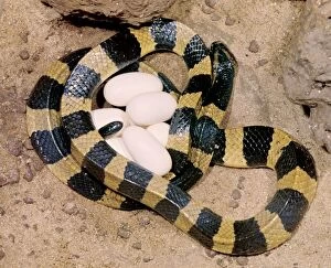 Images Dated 7th January 2009: Banded Krait - female with eggs, Borneo, Malaysia JPF29583