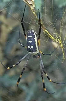 Banded-legged Golden Orb Web Spider - In web