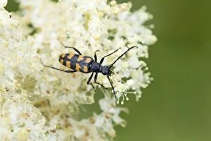 Images Dated 1st August 2013: Four Banded Longhorn Beetle - Summer