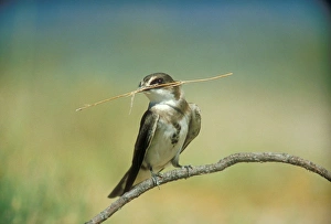 Images Dated 2nd August 2005: Banded Martin - with nest material in beak