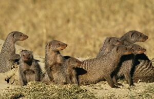 Banded MONGEESE - Pack at burrow