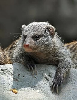 Images Dated 10th August 2012: Banded Mongoose