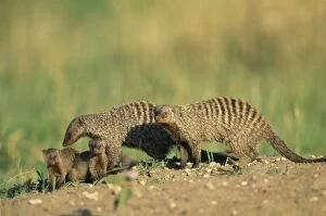 Images Dated 4th November 2010: Banded MONGOOSE - adult with young