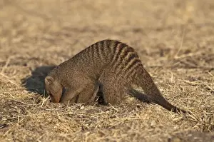 Mongooses Prints: Banded Mongoose - digging - Etosha National Park - Namibia