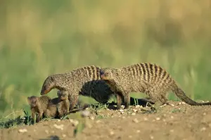 Banded Mongoose - family - Maasai Mara, Kenya, Africa