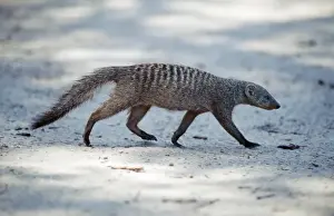 Road Prints: Banded Mongoose - Hwange National Park, Zimbabwe, Africa