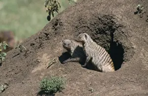 Mongooses Prints: Banded Mongoose Maasai Mara, Kenya, Africa