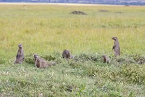 Images Dated 16th April 2007: Banded Mongoose - Masai Mara Triangle - Kenya