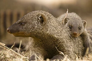 Banded Gallery: Banded Mongoose, Mungos mungo, with its