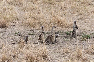 Banded Gallery: Banded mongoose (Mungos mungo), Maasai Mara