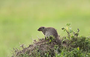 Banded Gallery: Banded Mongoose (Mungos mungo) on the savannah