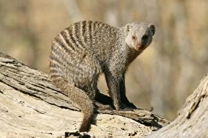 Images Dated 4th November 2010: Banded MONGOOSE - resting on branch