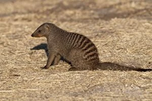 Images Dated 27th July 2009: Banded Mongoose - sitting down