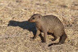 Images Dated 27th July 2009: Banded Mongoose - sitting down - Namibia