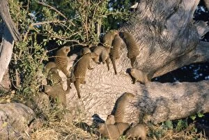 Images Dated 14th December 2007: Banded Mongooses - sunbathing Mungos Mungo, Botswana, Africa