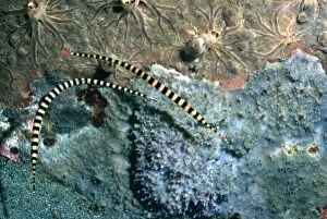 Images Dated 19th July 2005: Banded Pipe Fish - Against Sponges Ambon Indonesia, Indo Pacific PIP-002