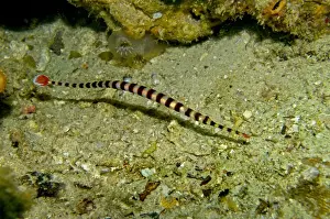 Pipefish Prints: Banded Pipefish - Indonesia - Indo Pacific