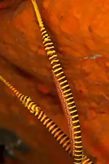 Pipefish Prints: Many Banded Pipefishes- one is holding eggs on the belly - Indonesia