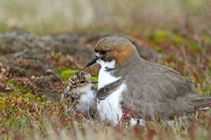 Images Dated 29th October 2010: Two banded Plover - adult and young