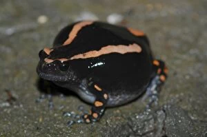 Images Dated 21st December 2004: Banded Rubber Frog - Close up Botswana Africa