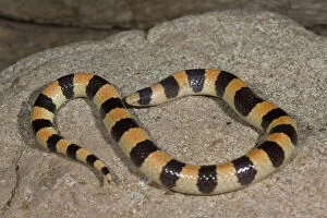 Banded Gallery: Banded Sand Snake, Chilomeniscus cinctus