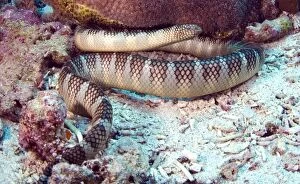 Images Dated 16th April 2007: Banded Sea Snake