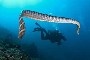 Banda Gallery: Banded Sea Snake - following diver - Snake Ridge