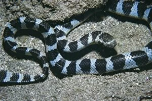 Images Dated 21st July 2005: Banded Sea Snake - venomous South Pacific