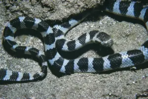 Stripes Prints: Banded Sea Snake - venomous South Pacific