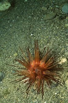Images Dated 17th July 2006: Banded Sea Urchin / Double Spined Sea Urchin / Wana Indonesia