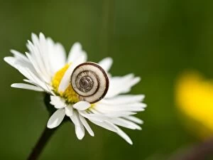 Banded snail - on daisy flower - Dorset