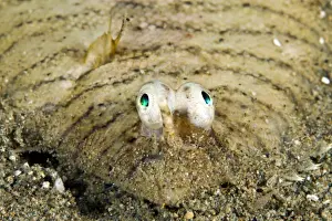 Banded Sole - Indonesia