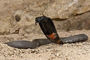 Banded Gallery: Banded Spitting Cobra, Naja nigricollis